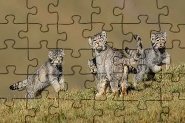 Manuls jigsaw puzzle