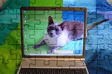 Cat Screensaver