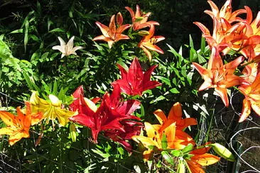 פאזל של Asiatic lilies