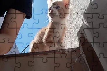 tyron en la escalera jigsaw puzzle