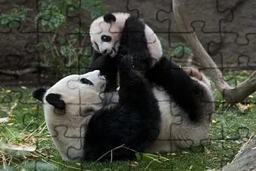 bai yun and her cub jigsaw puzzle