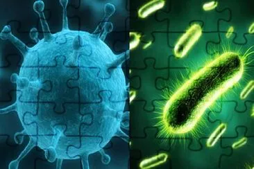 virus y bacterias