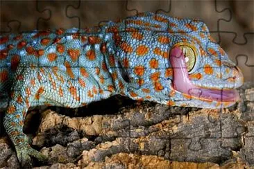 tokay gecko licking eyeball jigsaw puzzle