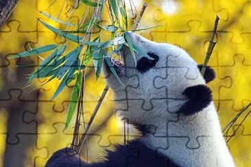 Panda comiendo