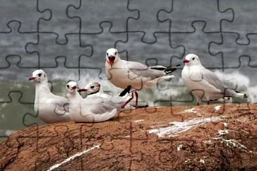 פאזל של Aves del Uruguay