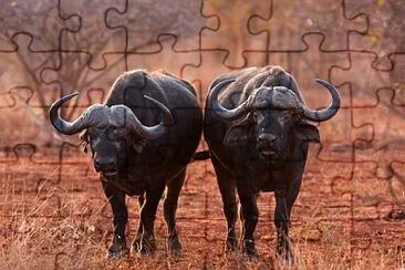 Bufalo africano