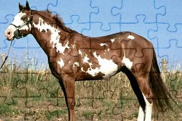 Pinto jigsaw puzzle