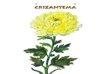 CRIZANTEMA