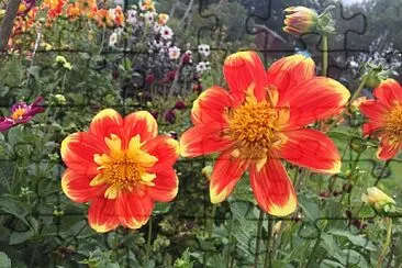 Orange   Yellow Flowers