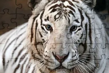 tigre branco