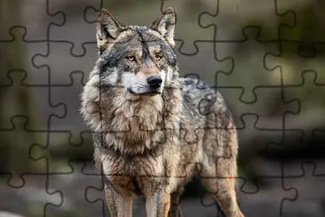 camina 1 jigsaw puzzle