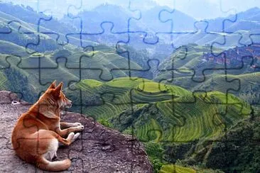 Perro en el bosque jigsaw puzzle