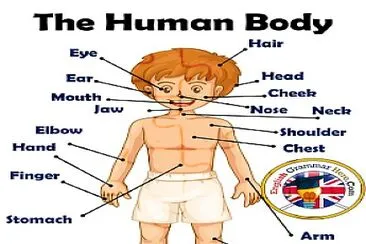 The body parts for childrens