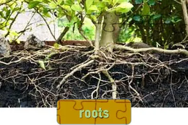 roots