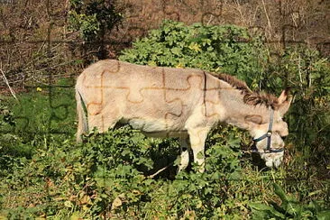 Maltese donkey