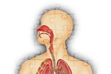 Sistema Respiratorio