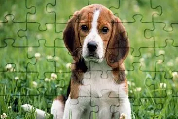 Perro jigsaw puzzle