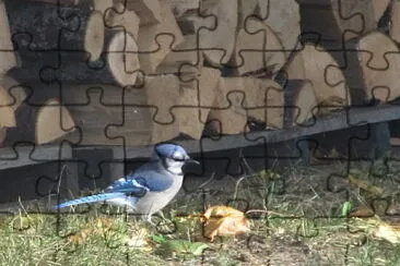 Blue Jay by the woodpile