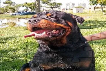 Rottweiler