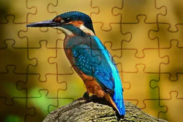 bird puzzle jigsaw puzzle