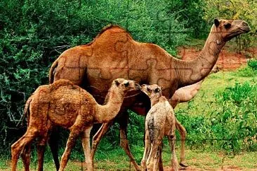 CAMEL jigsaw puzzle