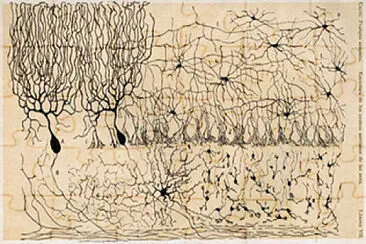 Cells of Chick Cerebellum