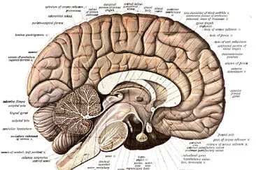 Sobotta 1908 Human Anatomy