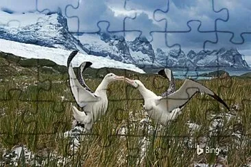 Pelicanos jigsaw puzzle