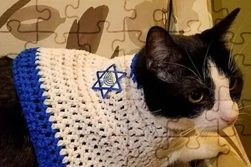 chanukah cat