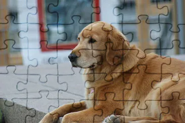 Golden retriever canadese jigsaw puzzle