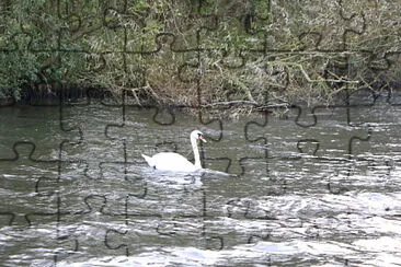 Swan, Norfolk Broads, U.K.