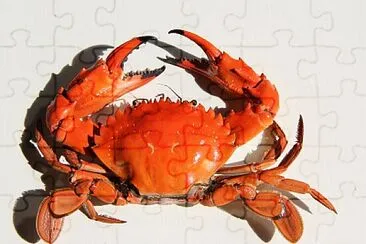 crab