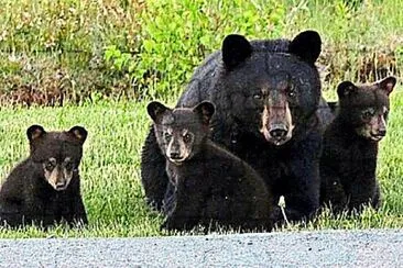 Black Bear and Cubs