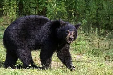 Black Bear, Nova Scotia jigsaw puzzle