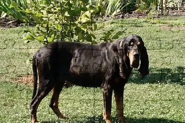 Coonhound americano