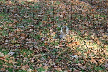 Squirrel in Hyde Park, London, UK jigsaw puzzle