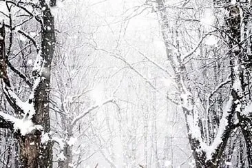 bosque nevado