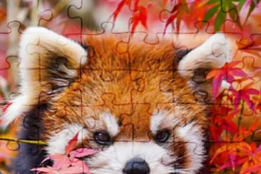 Red Panda