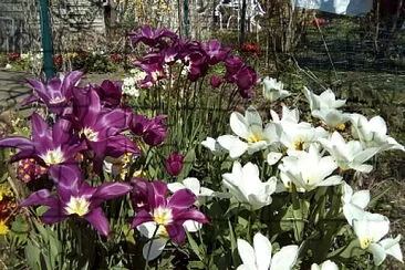 tulipes