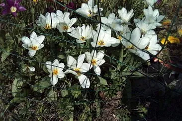 tulipes