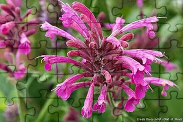 fleur violet jigsaw puzzle