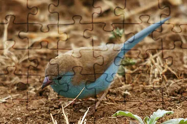 Astrilde blu jigsaw puzzle