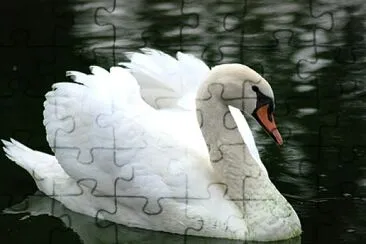 Cisne