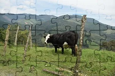 VACA jigsaw puzzle