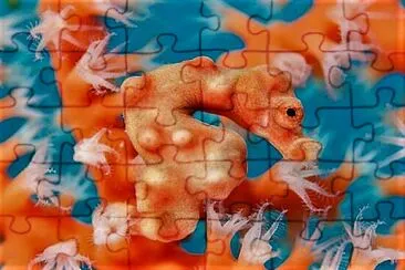 222- seahorse jigsaw puzzle