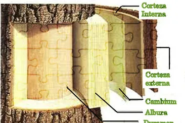 Estructura Madera 1