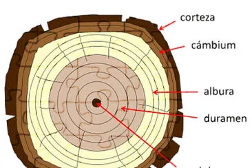 Estructura Madera 2