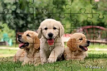 ×›×œ×‘×™× jigsaw puzzle