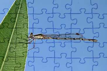 Austrolestes leda