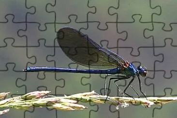 Calopteryx xanthostoma